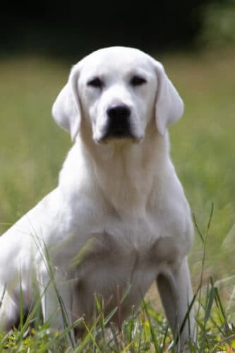 Block headed adult white lab