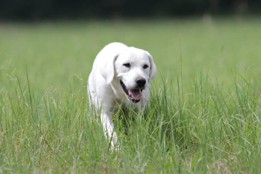 Dog running through tall grass