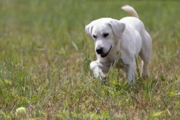 White Lab playing in grass