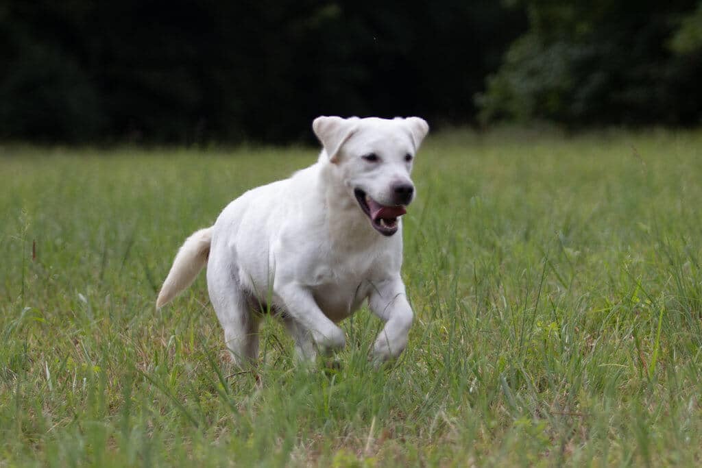 White Labrador jumping