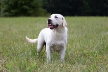 White lab looking across field