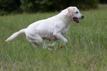 English Labrador playing in the field