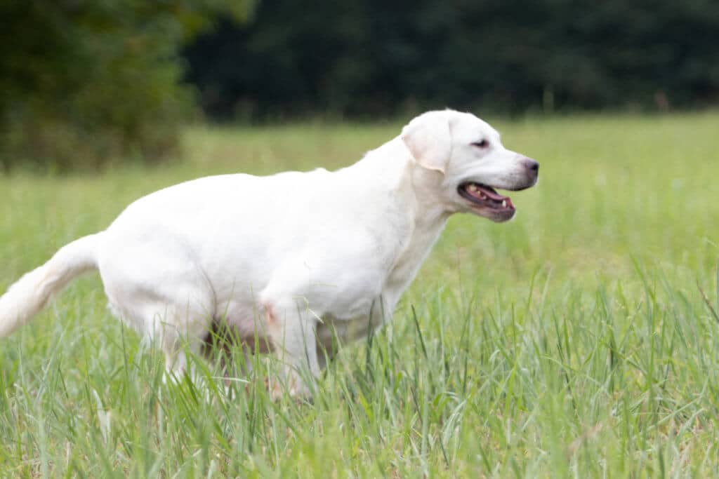 English Labrador running