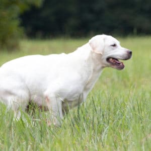 English Labrador running