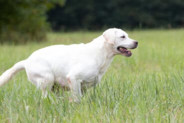 Block headed adult labrador