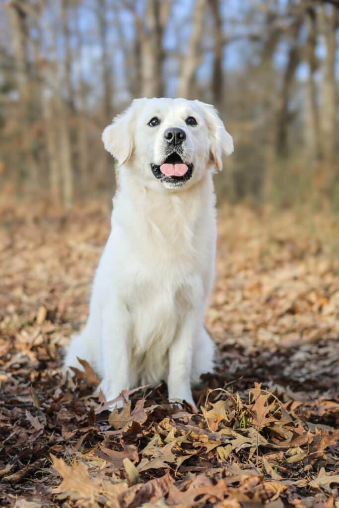 white golden in the fall