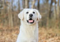 River – A Beautiful English Cream Golden Retriever
