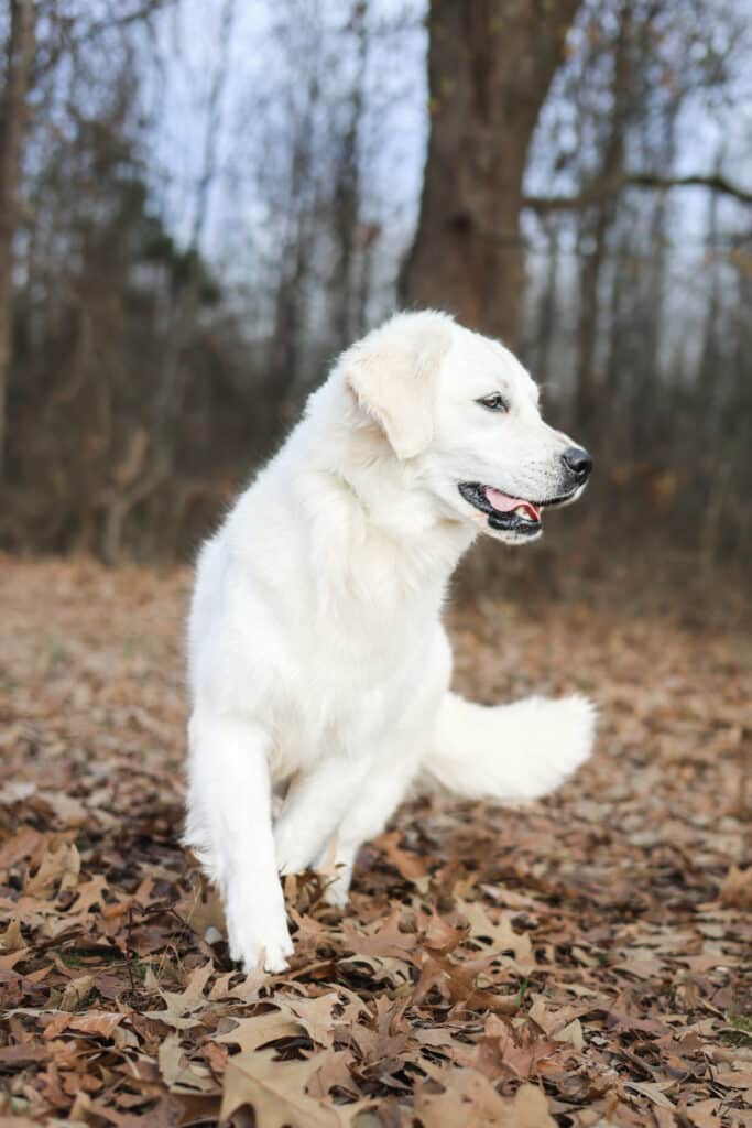 English Cream Golden Retriever playing in leaves