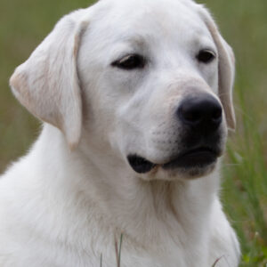 English labrador resting in the grass