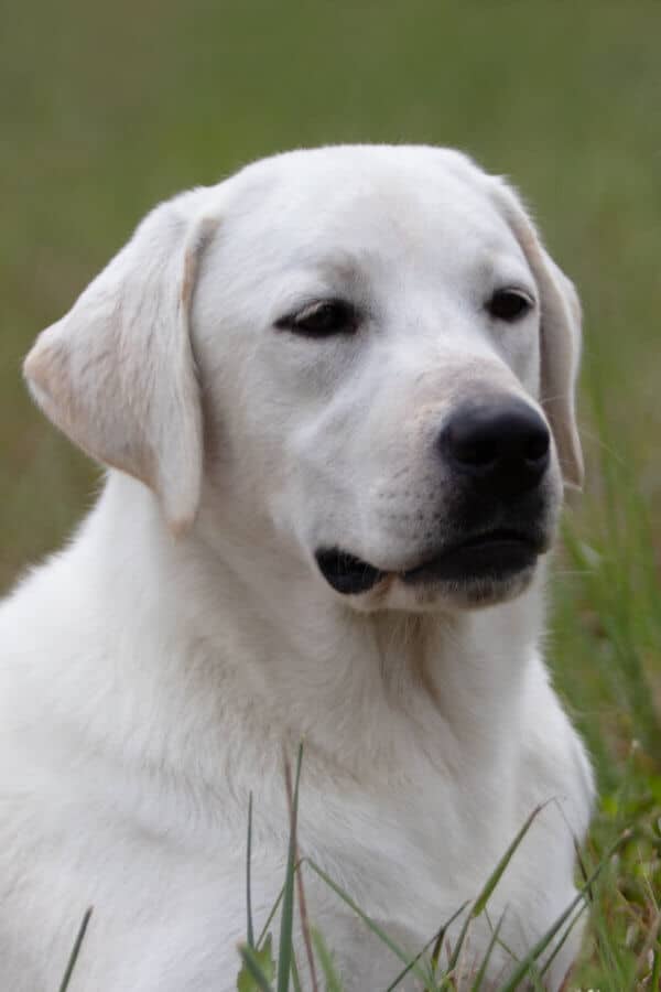 damhttps://www.snowypineswhitelabs.com/wp-content/uploads/2019/06/Rose_1-e1639515572788.jpg