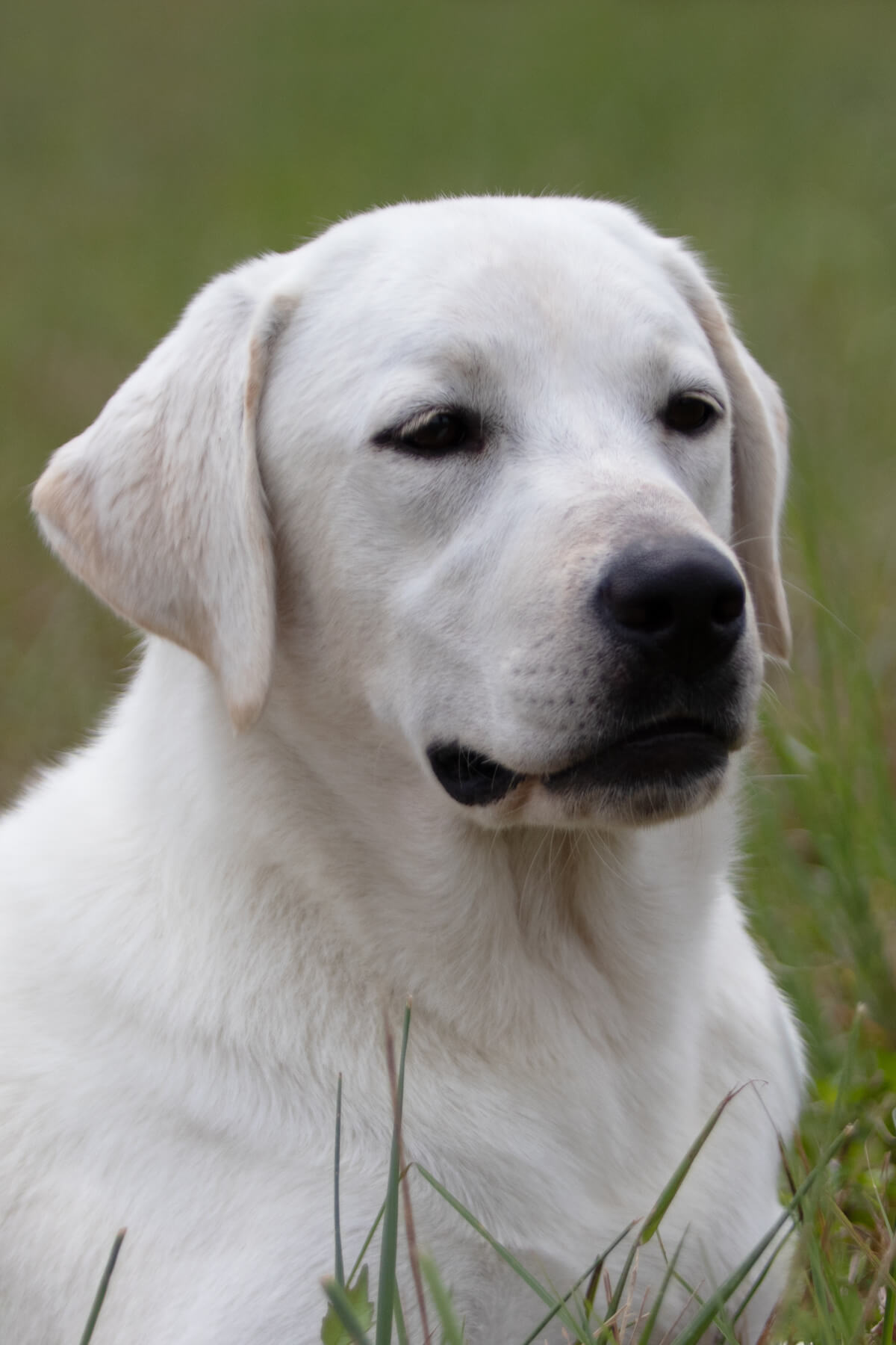 English labrador resting in the grass