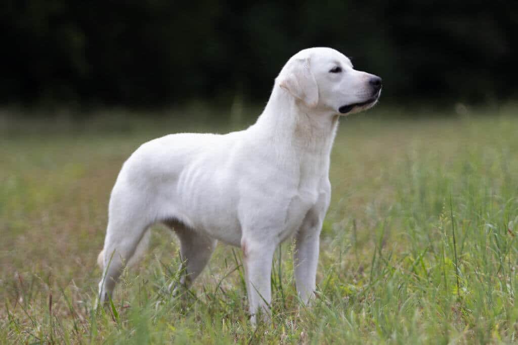 Standing Labrador