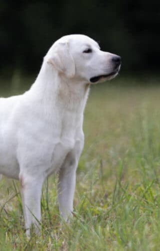 Standing Labrador