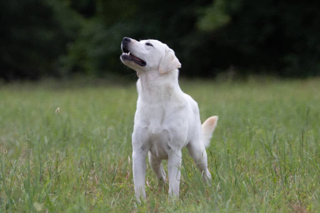 Beautiful Labrador standing in field