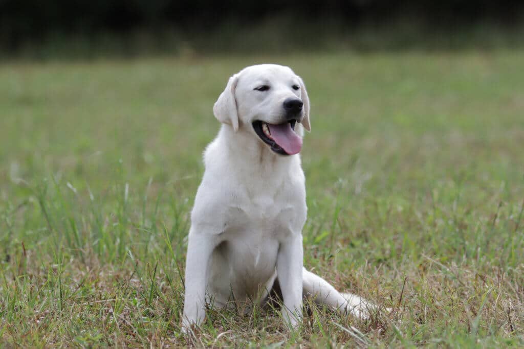 Tired Labrador