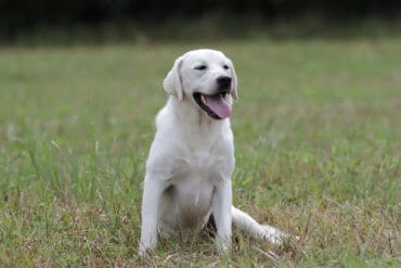 Tired Labrador