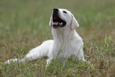 Labrador looking at the sky