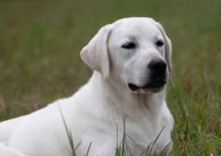 Polar Bear Labrador