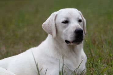 Polar Bear Labrador