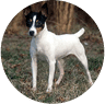 american_kennel_dog4