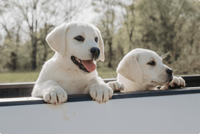 how much should a labrador weigh at 8 weeks