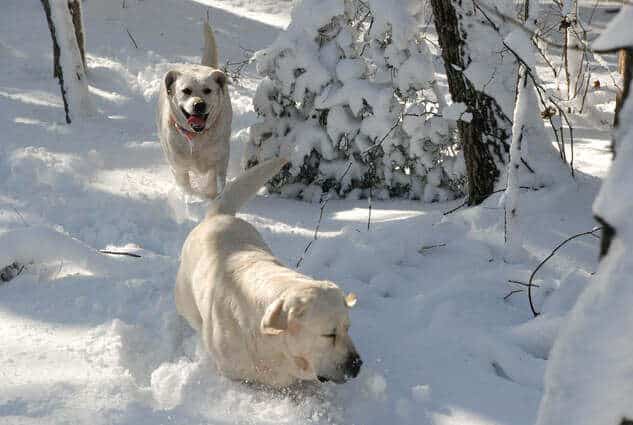 two white labs playing in the snow