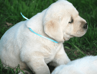 snowy pines white labradors