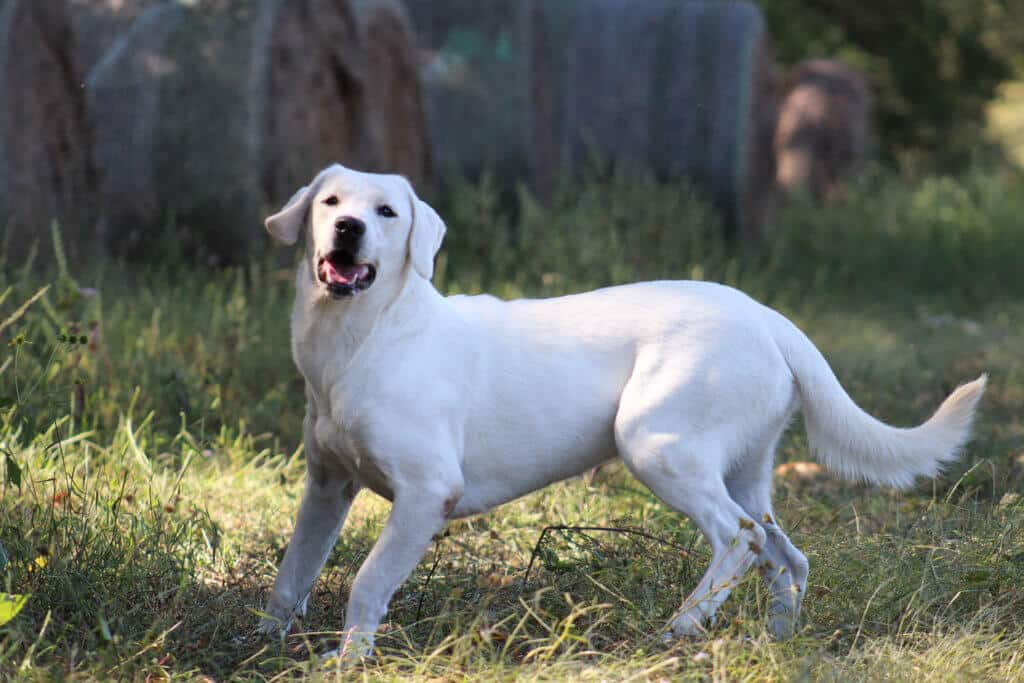 yellow lab in the grass