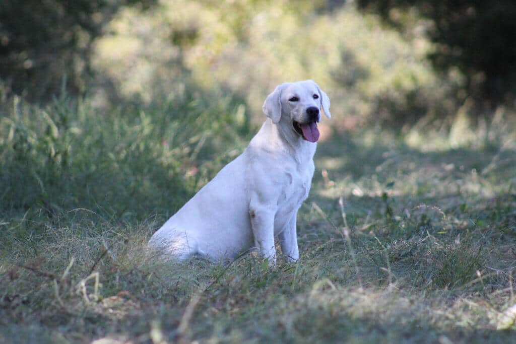 white english lab sitting in the shade