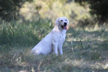 white english lab sitting in the shade