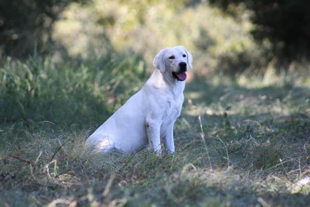 english lab sitting in the shade