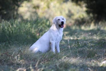 english lab sitting in the shade