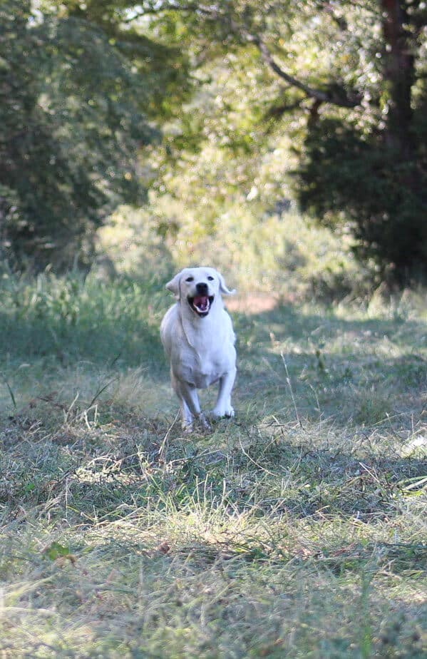Labrador running through the woods