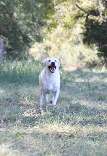 white lab running in grass