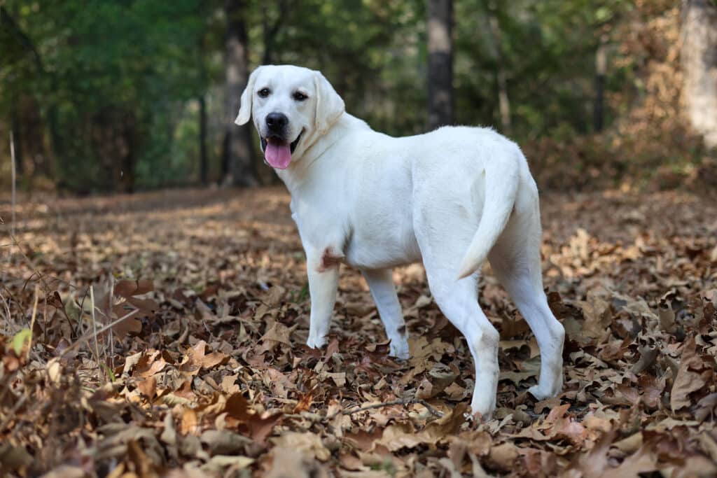 white lab standing in the fall