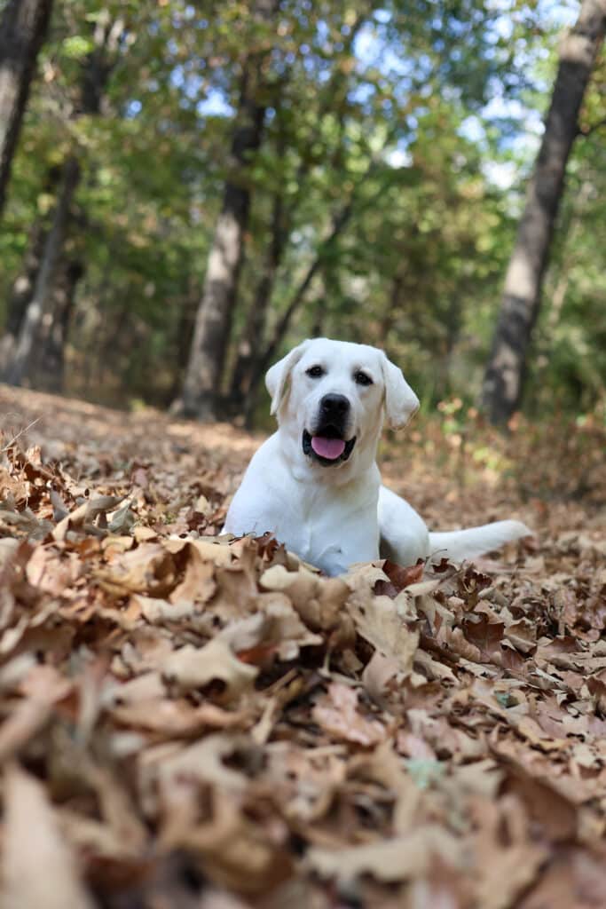 white lab laying in the foliage