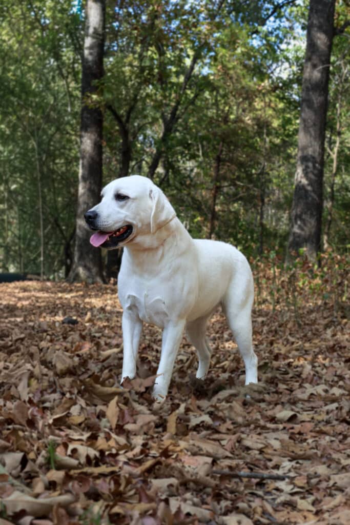 white lab walking through the woods