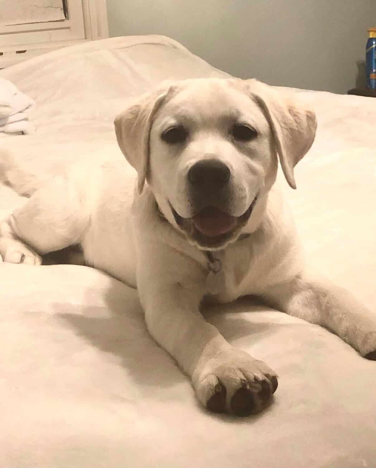 image of a white lab puppy on a bed