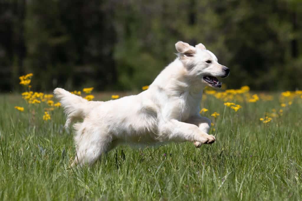 white golden retriever running through flowers