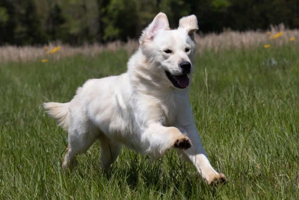 white golden retriever in the field