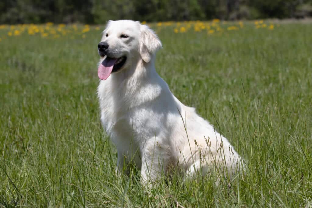 english creme golden retriever sitting in grass