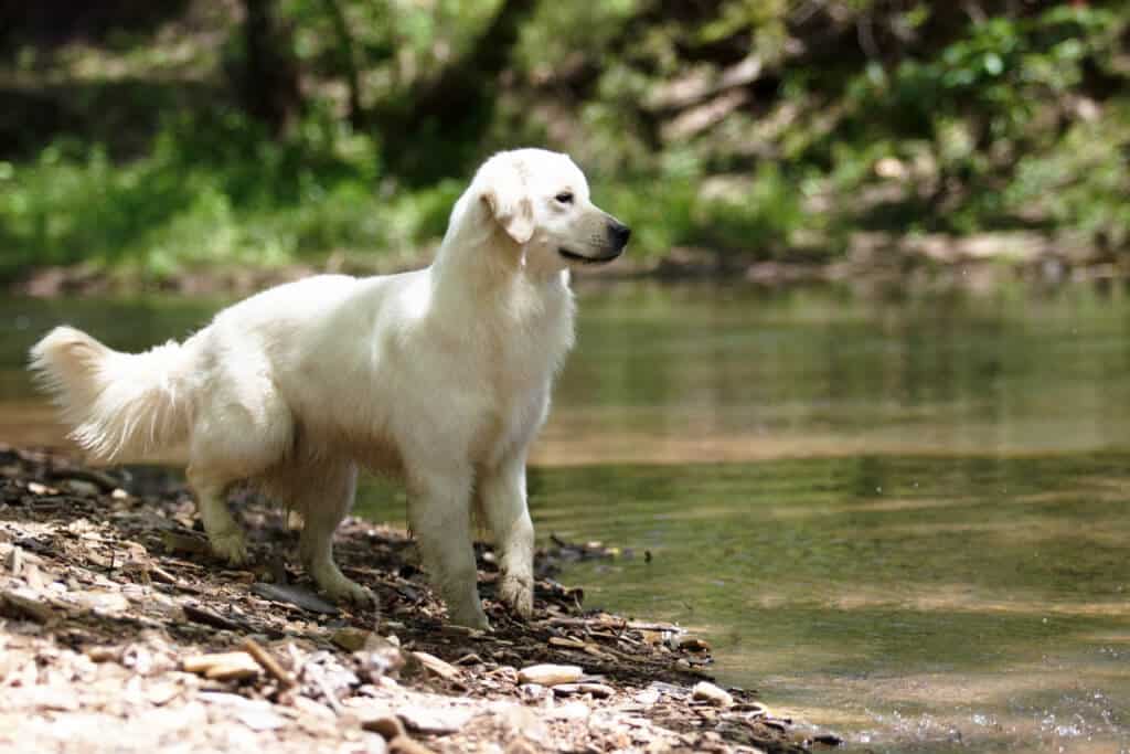 white golden retriever crossing creek