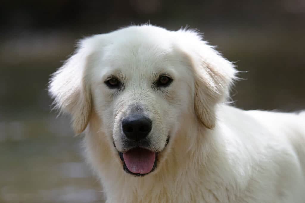 white golden retriever looking at camera