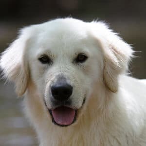 white golden retriever looking at camera