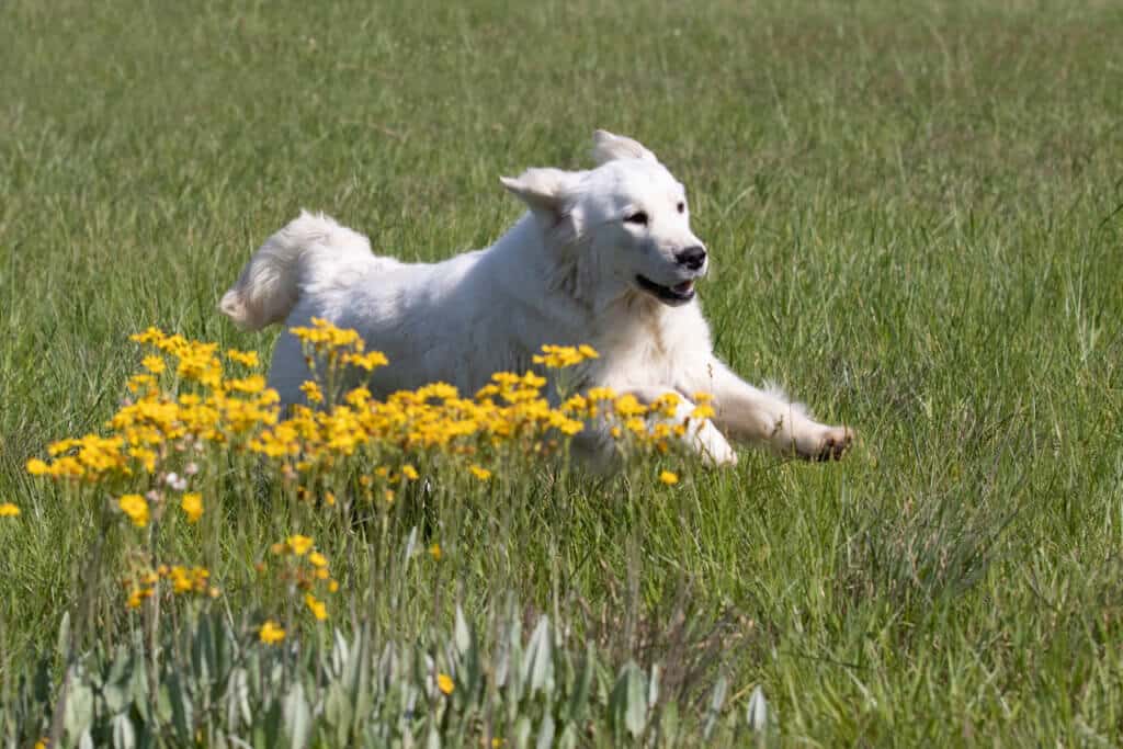 white golden retriever running through the grass