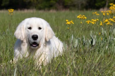 english cream golden retriever in the grass