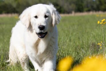 white golden retriever in the field