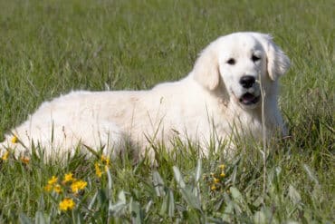 english cream golden retriever lying yellow flowers