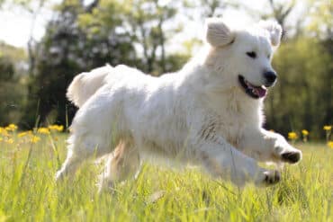 white golden retriever running through grass