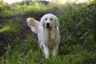 white golden retriever